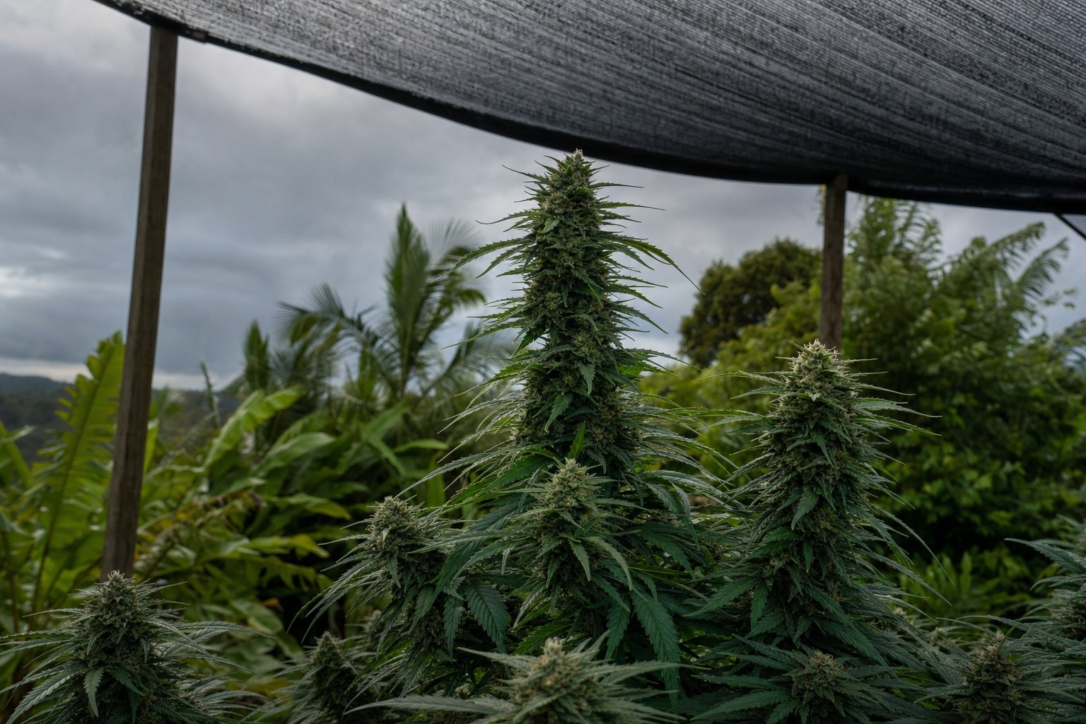 Cannabis plant beneath shade cloth with lush tropical foliage and a heavy grey Queensland sky