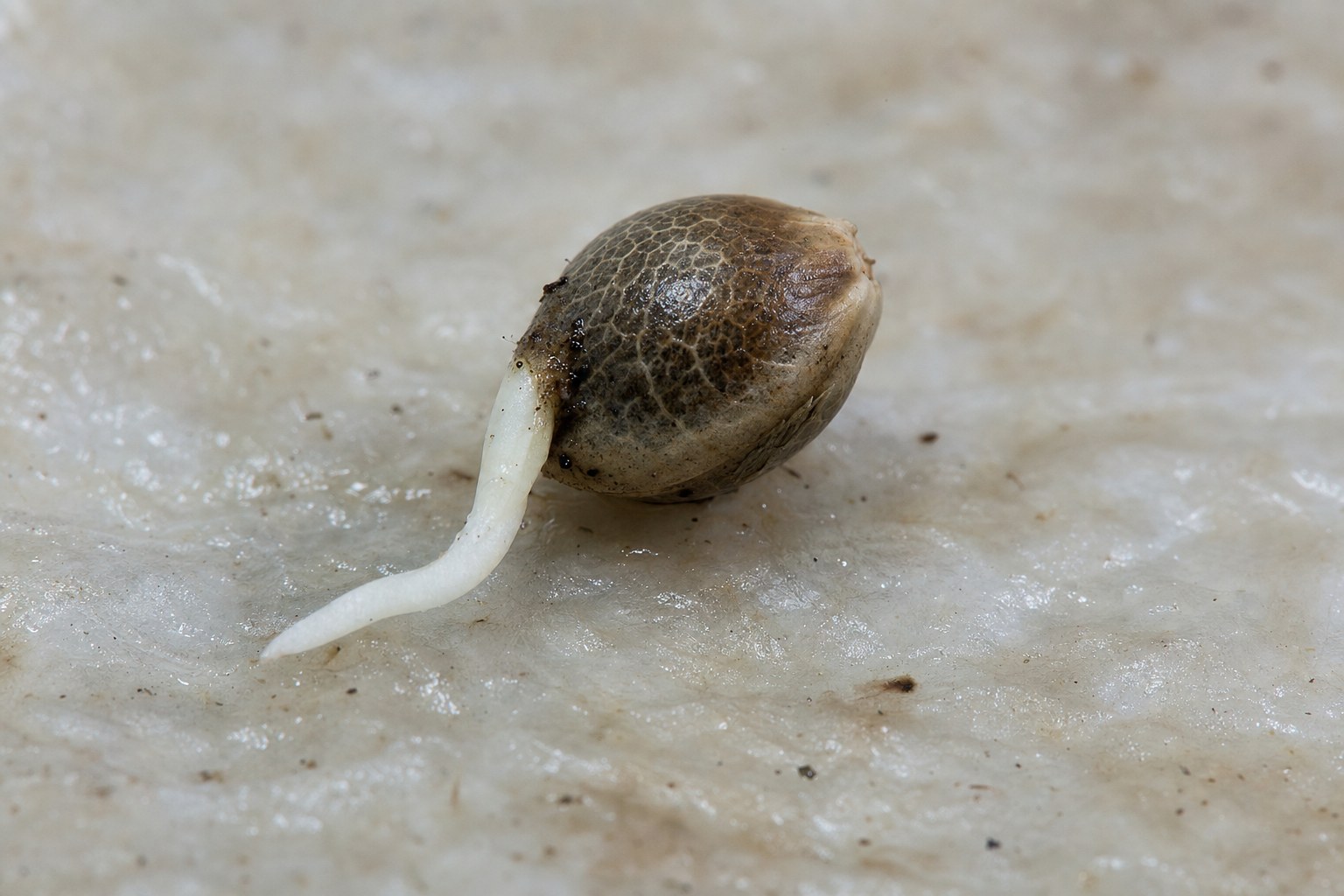 Macro view of a cannabis seed with a fresh white taproot resting on damp paper towel