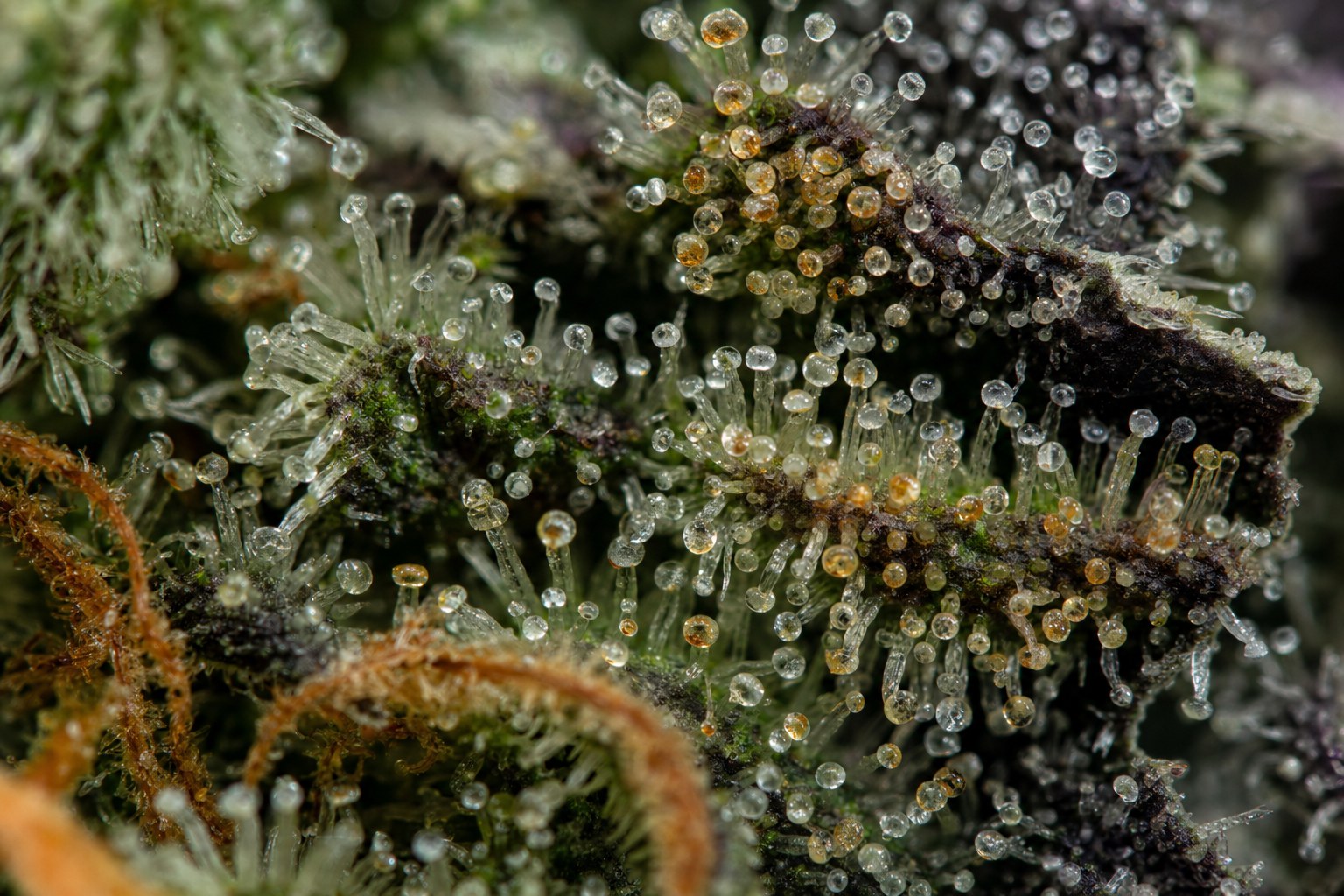 Extreme macro view of clear, cloudy and amber trichomes on a cannabis flower
