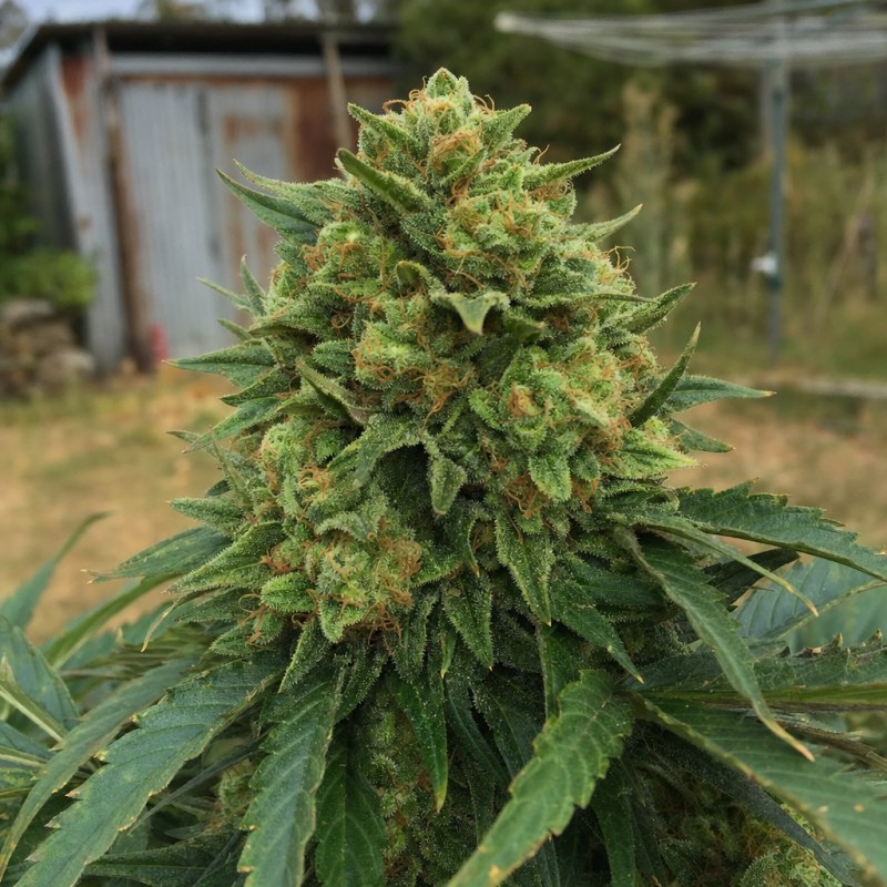 Outdoor macro photograph of the Z OG Auto flower on a living plant