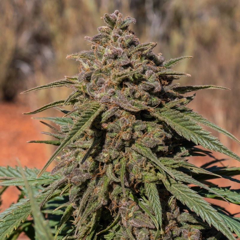 Outdoor macro photograph of the Purple Urkle flower on a living plant