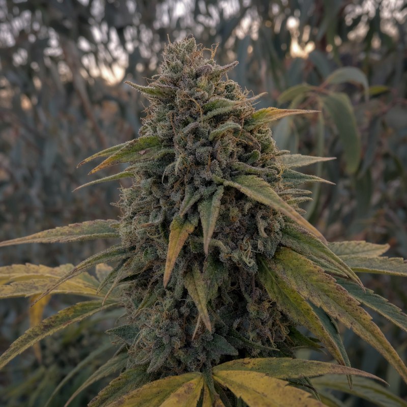 Outdoor macro photograph of the AK-48 Auto flower on a living plant