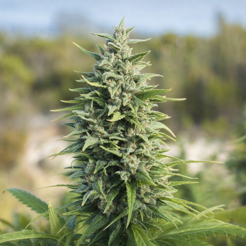 Outdoor macro photograph of the Green Crack Auto flower on a living plant