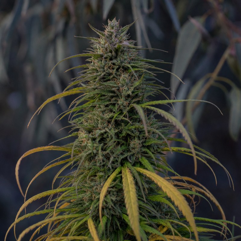 Outdoor macro photograph of the Island Sweet Skunk flower on a living plant