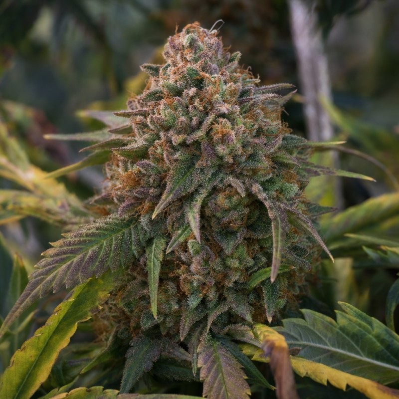 Outdoor macro photograph of the Strawberry Kush flower on a living plant