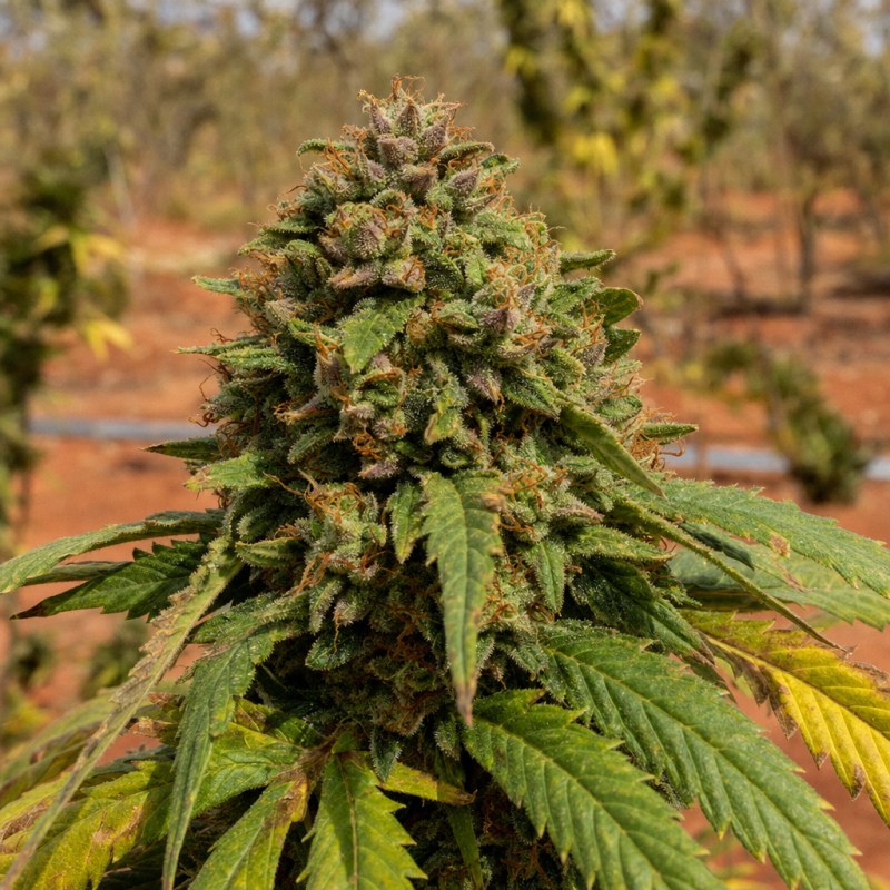 Outdoor macro photograph of the Blue Cookies flower on a living plant