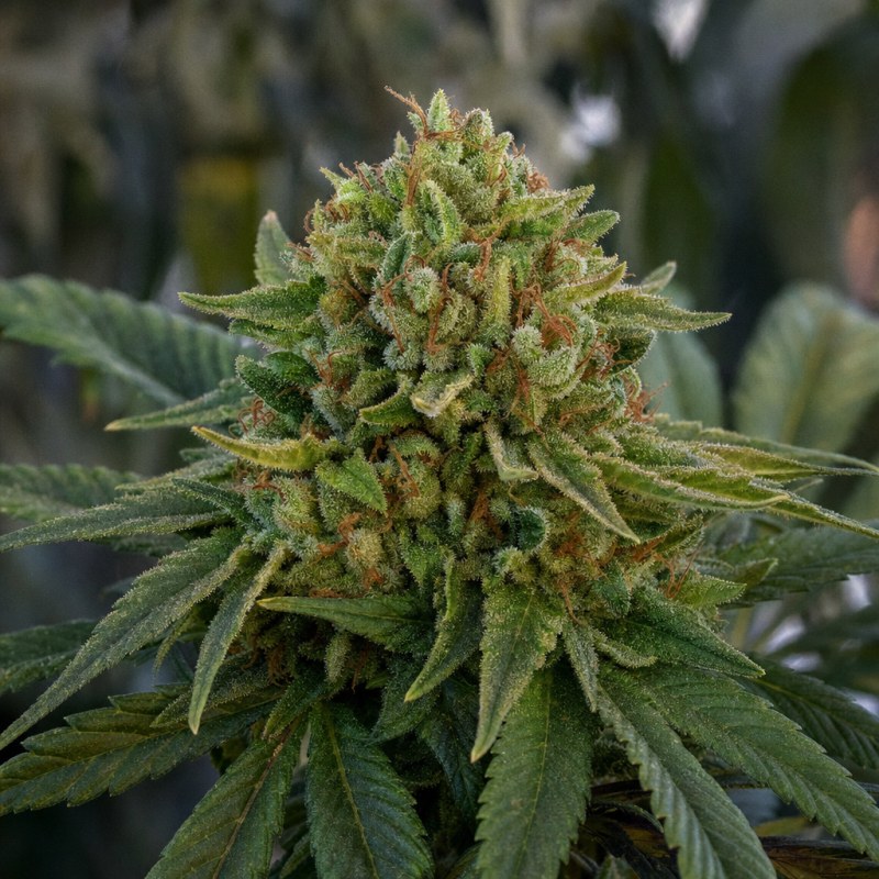 Outdoor macro photograph of the Lowryder Auto flower on a living plant
