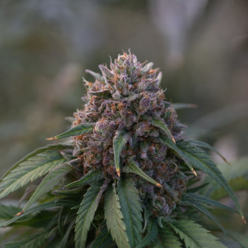 Outdoor macro photograph of the Black Jack Auto flower on a living plant