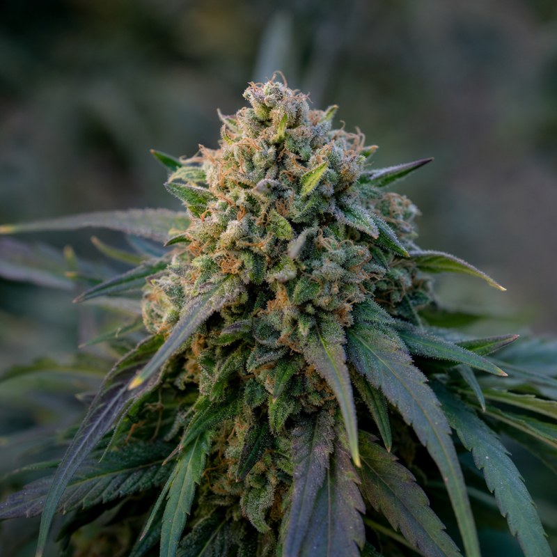Outdoor macro photograph of the Banana Kush Auto flower on a living plant