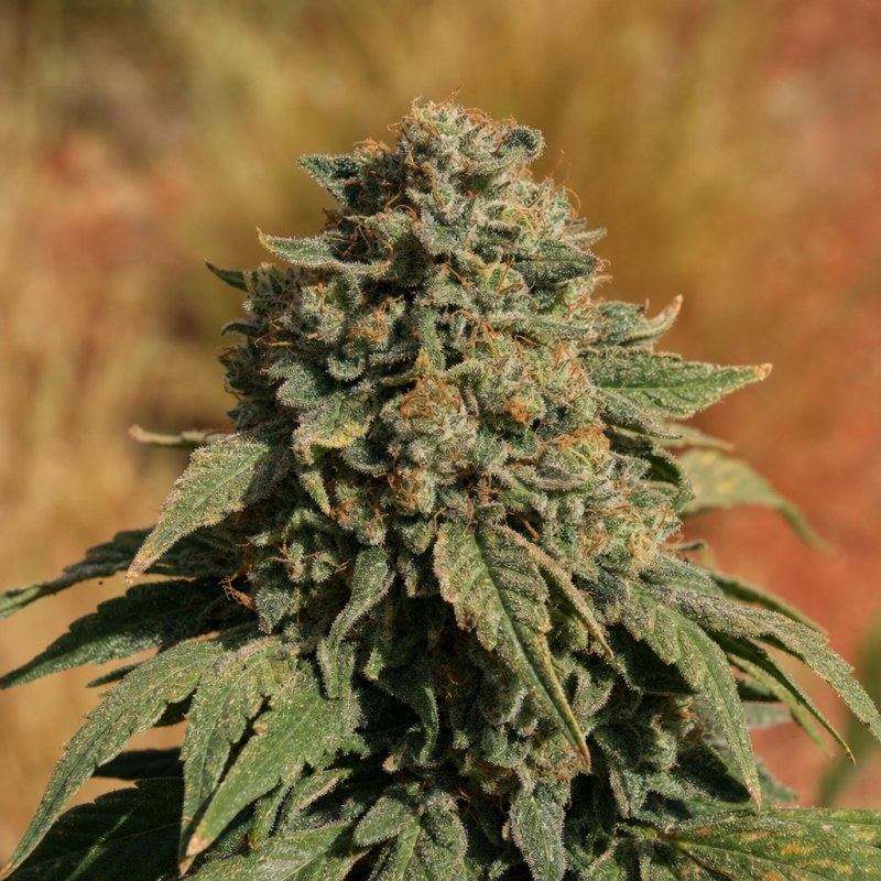 Outdoor macro photograph of the White Widow flower on a living plant
