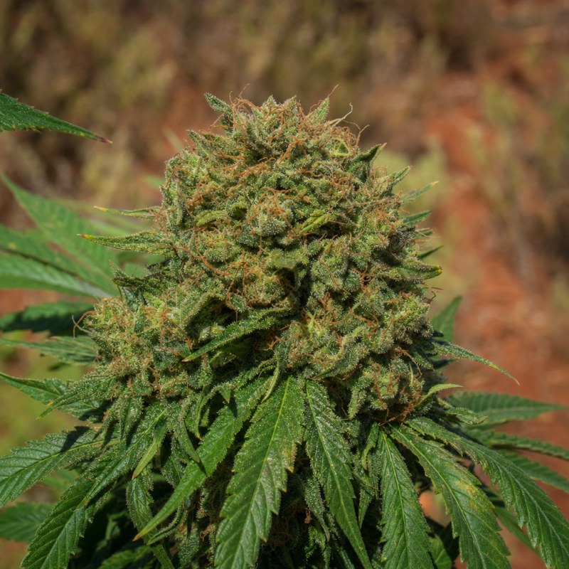 Outdoor macro photograph of the 5th Element flower on a living plant