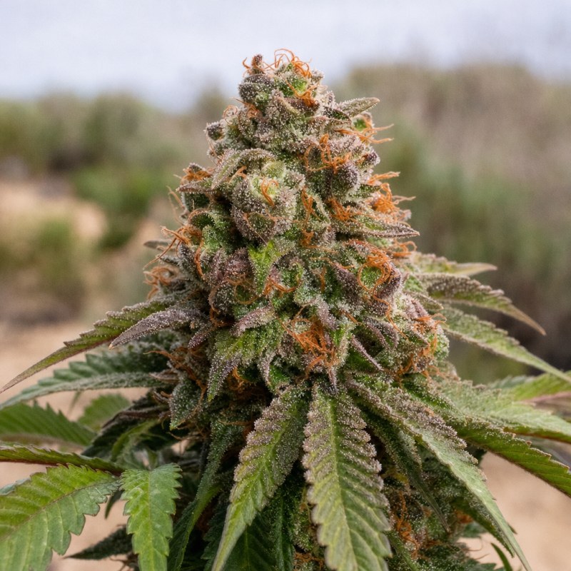 Outdoor macro photograph of the Angel OG flower on a living plant