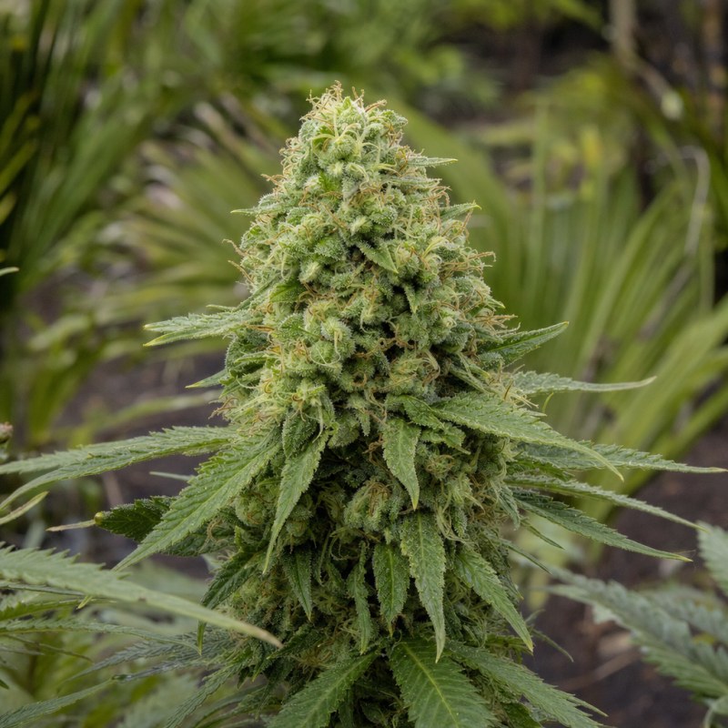 Outdoor macro photograph of the Avi-Dekel CBD flower on a living plant