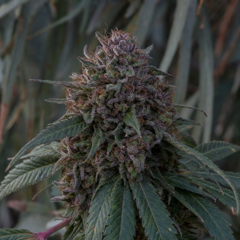 Outdoor macro photograph of the Bubblegum Auto flower on a living plant