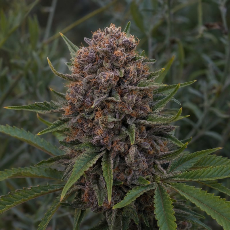 Outdoor macro photograph of the Barbara Bud flower on a living plant