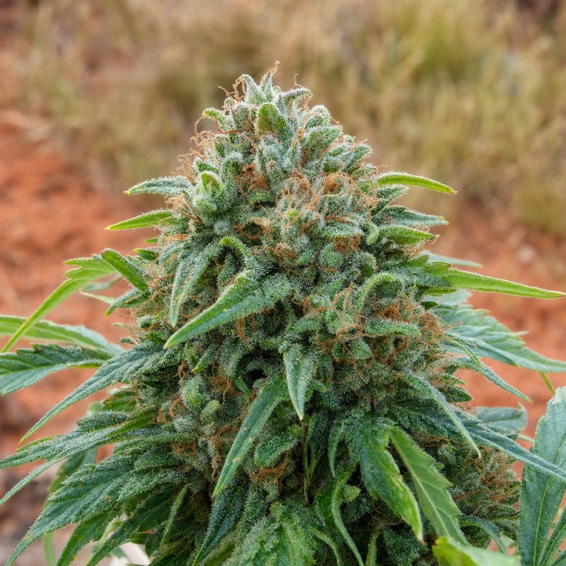 Outdoor macro photograph of the Bio-Diesel flower on a living plant