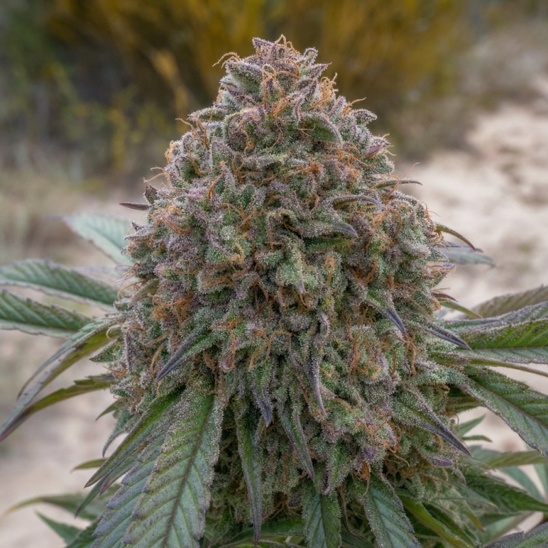 Outdoor macro photograph of the Blackberry Hashplant flower on a living plant