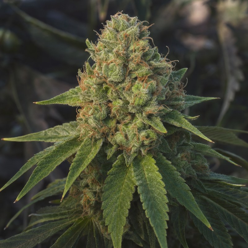 Outdoor macro photograph of the Do-si-Dos Auto flower on a living plant