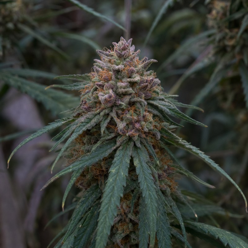 Outdoor macro photograph of the Blueberry Waltz flower on a living plant