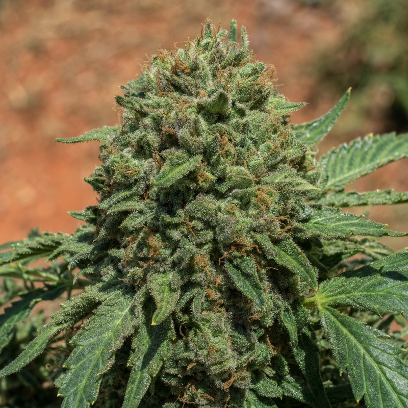 Outdoor macro photograph of the White Widow x Northern Lights flower on a living plant