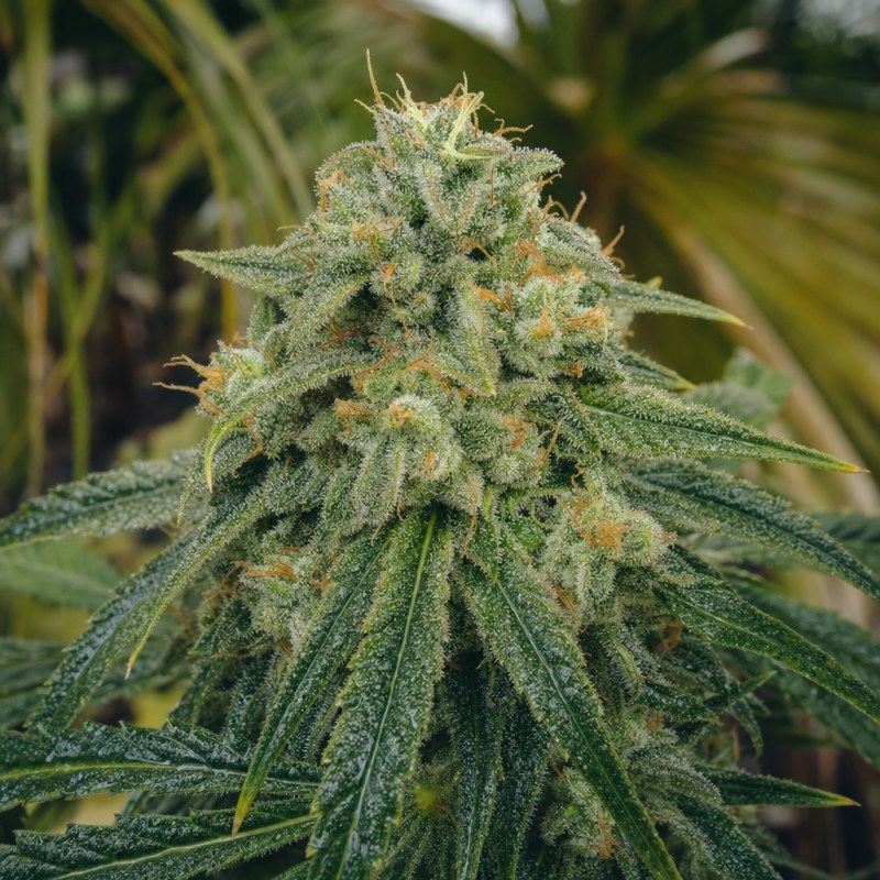 Outdoor macro photograph of the Buddha Tahoe flower on a living plant