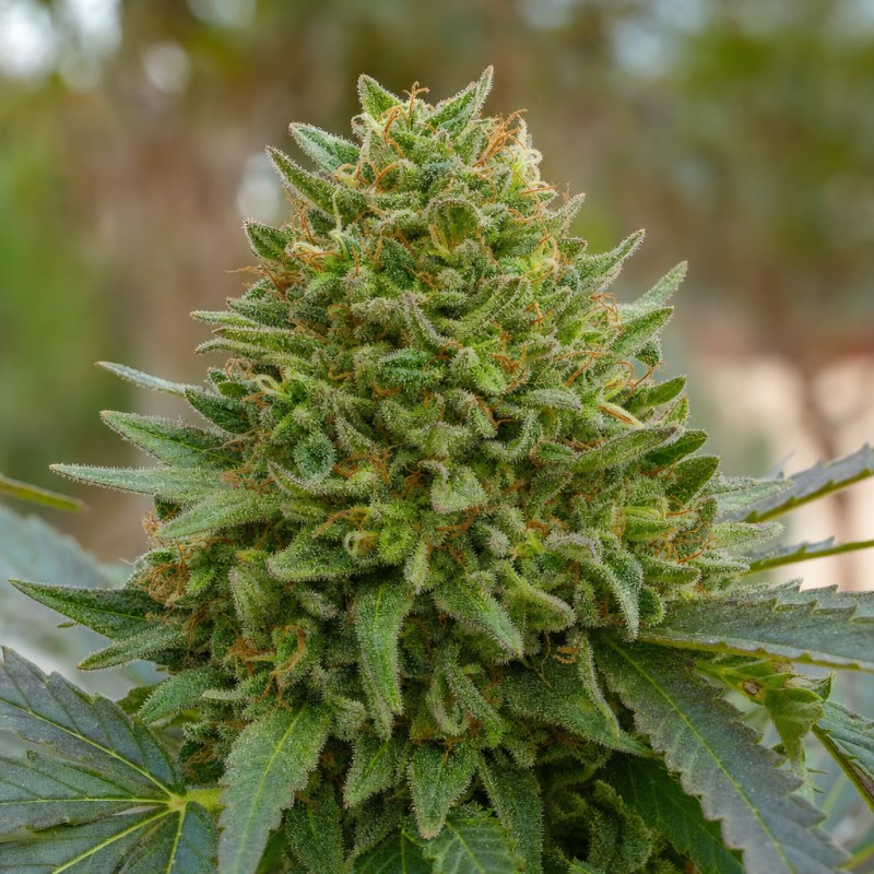 Outdoor macro photograph of the Cinex Auto flower on a living plant