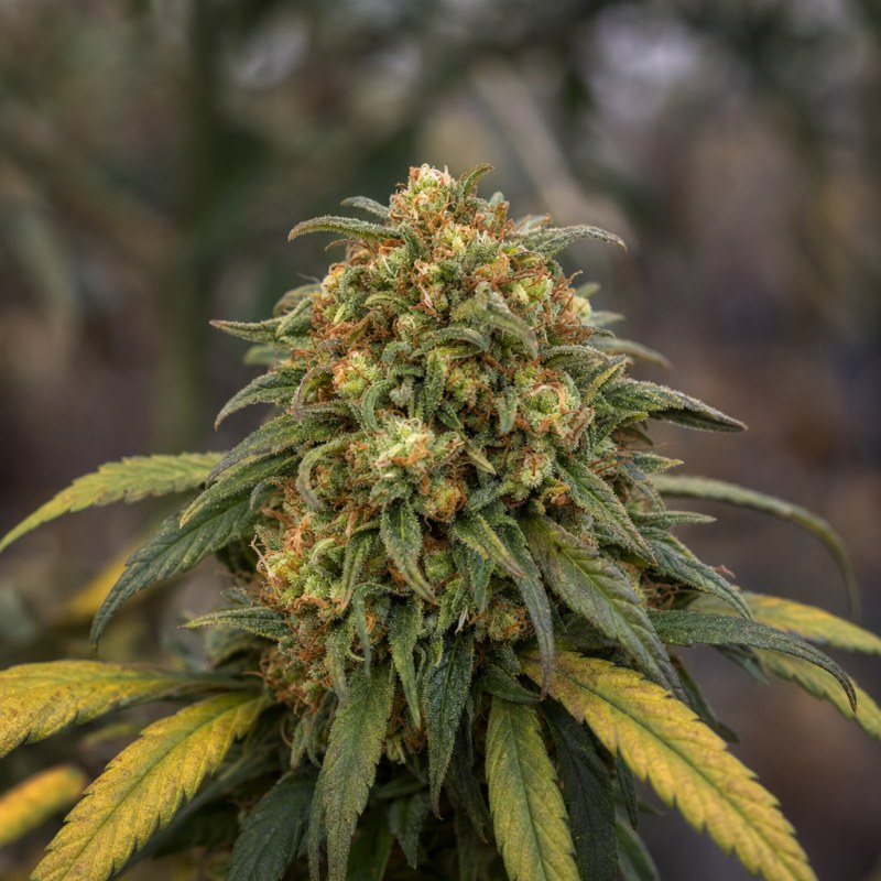Outdoor macro photograph of the CBD White Widow Auto flower on a living plant