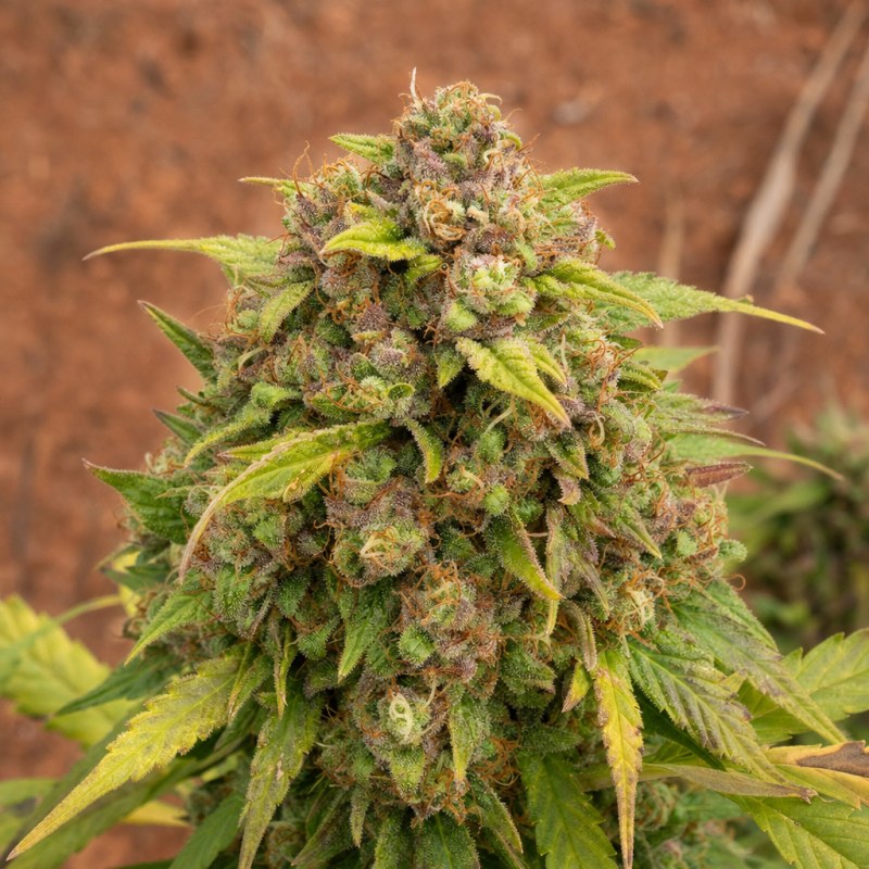 Outdoor macro photograph of the CBD Zkittlez flower on a living plant