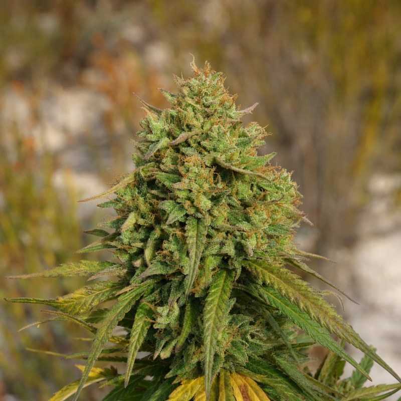 Outdoor macro photograph of the CBD Girl Scout Cookies flower on a living plant