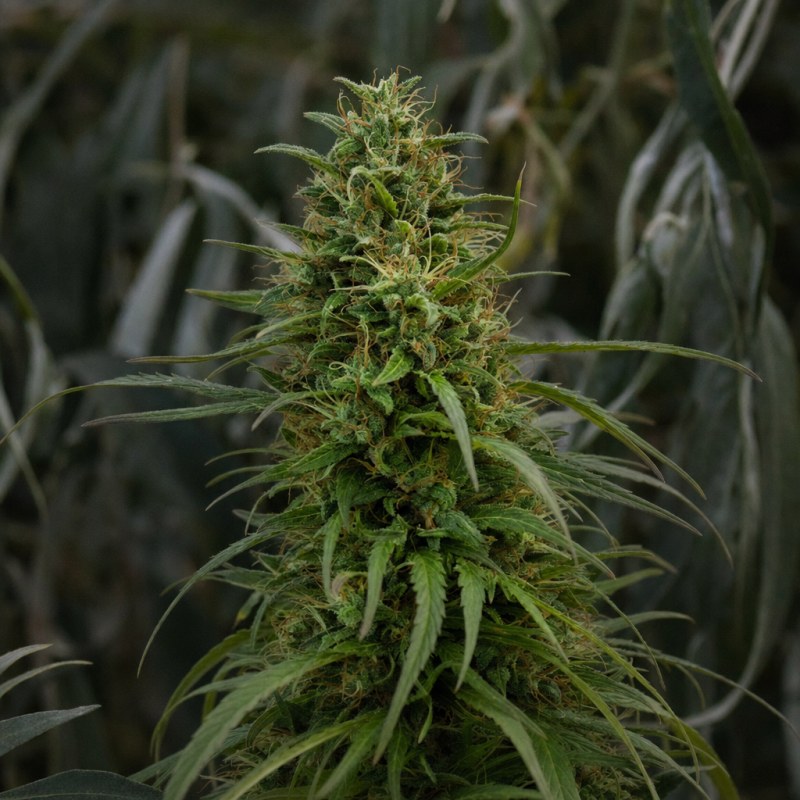 Outdoor macro photograph of the Critical Jack Auto flower on a living plant