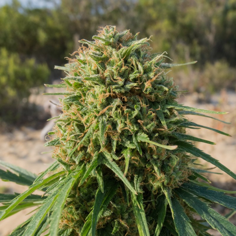 Outdoor macro photograph of the Ecto Cooler flower on a living plant