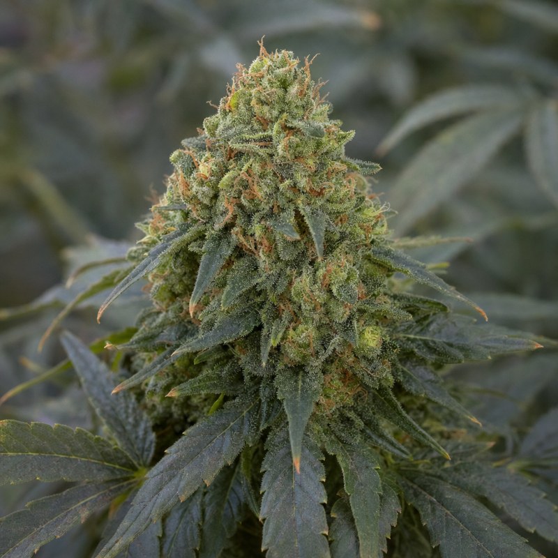 Outdoor macro photograph of the Extreme OG flower on a living plant