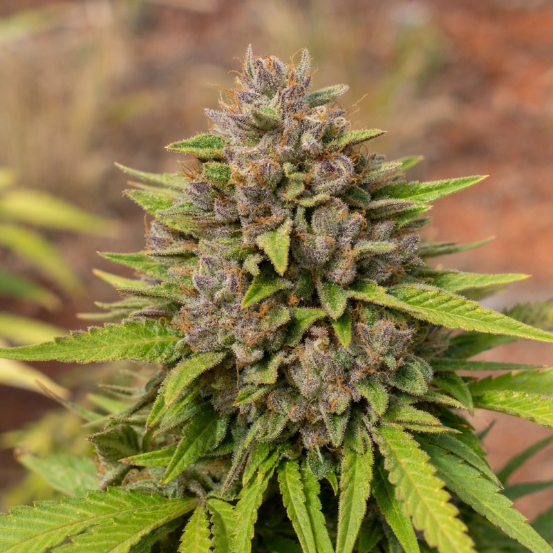 Outdoor macro photograph of the Fat Nelson flower on a living plant