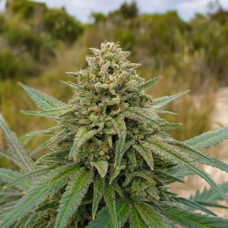 Outdoor macro photograph of the Four Star General flower on a living plant