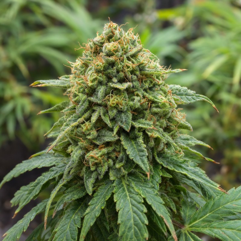 Outdoor macro photograph of the Ghost OG Auto flower on a living plant