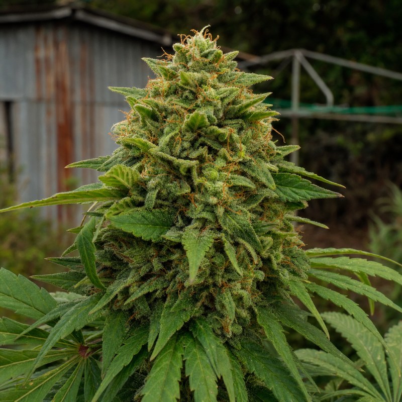 Outdoor macro photograph of the Gold Leaf Auto flower on a living plant