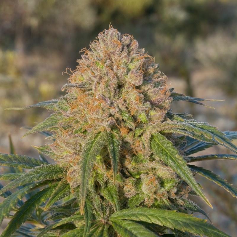 Outdoor macro photograph of the Grimace flower on a living plant