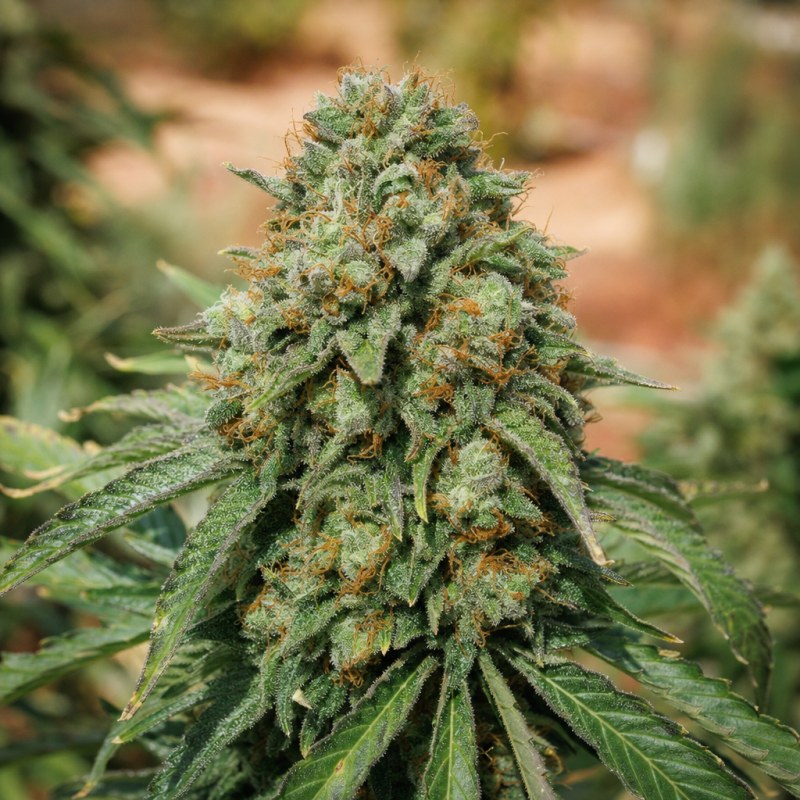 Outdoor macro photograph of the Hawaiian Haze flower on a living plant