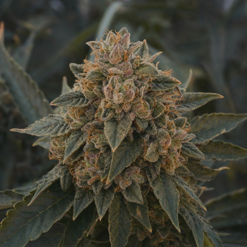 Outdoor macro photograph of the Sweet Tooth Auto flower on a living plant