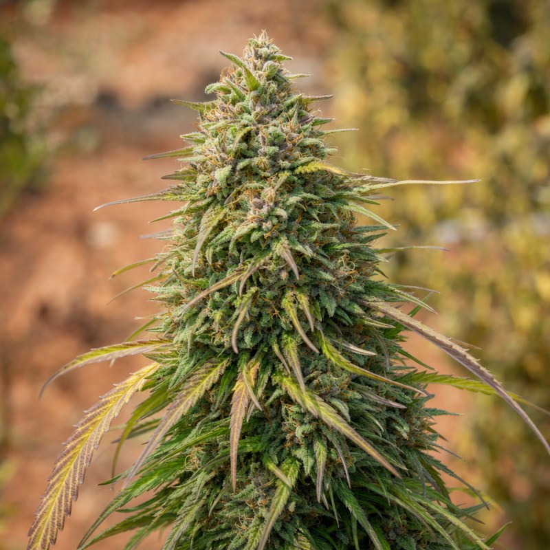 Outdoor macro photograph of the Purple Gelato flower on a living plant