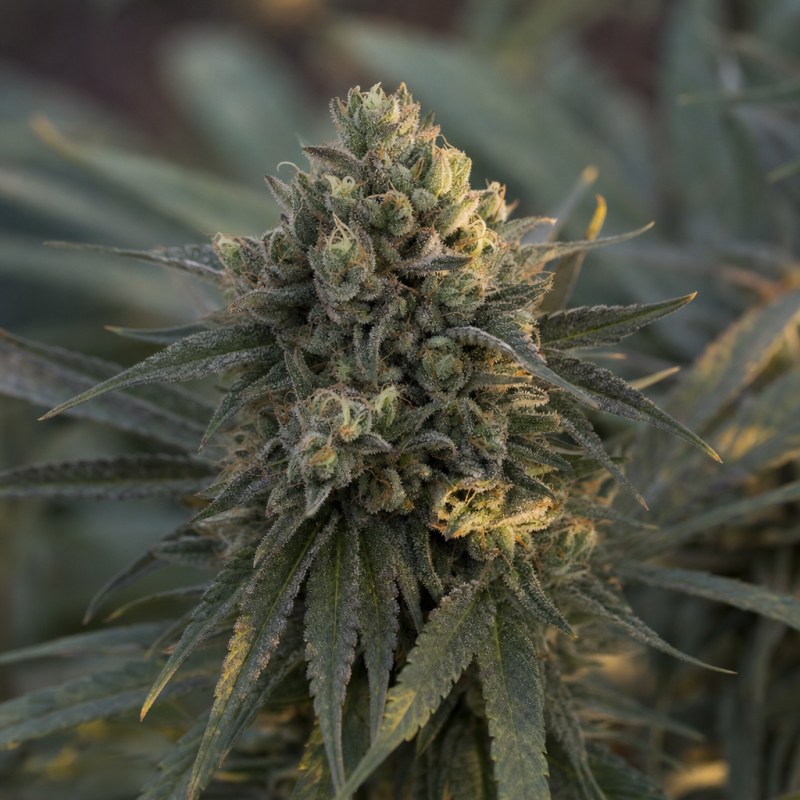 Outdoor macro photograph of the Kandy Kush Auto flower on a living plant