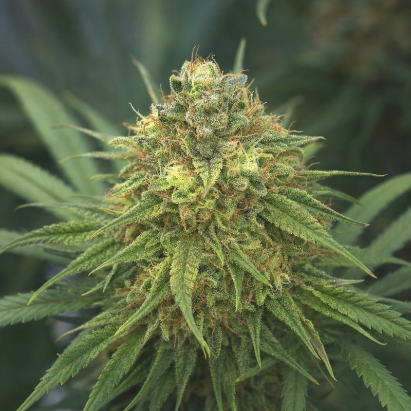 Outdoor macro photograph of the Kosher Tangie flower on a living plant