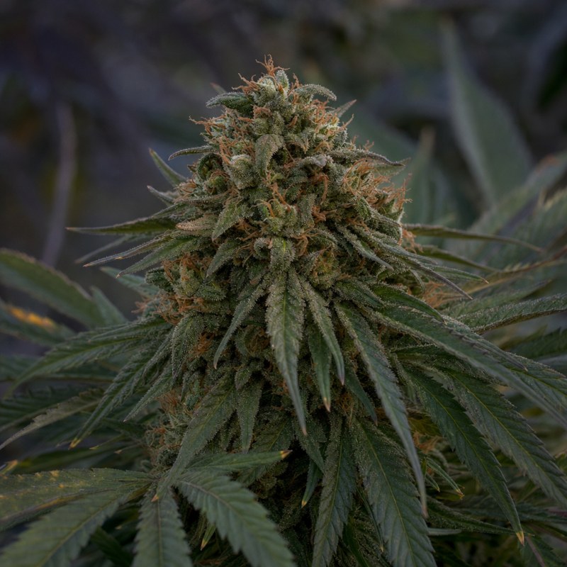 Outdoor macro photograph of the Kryptonite Auto flower on a living plant