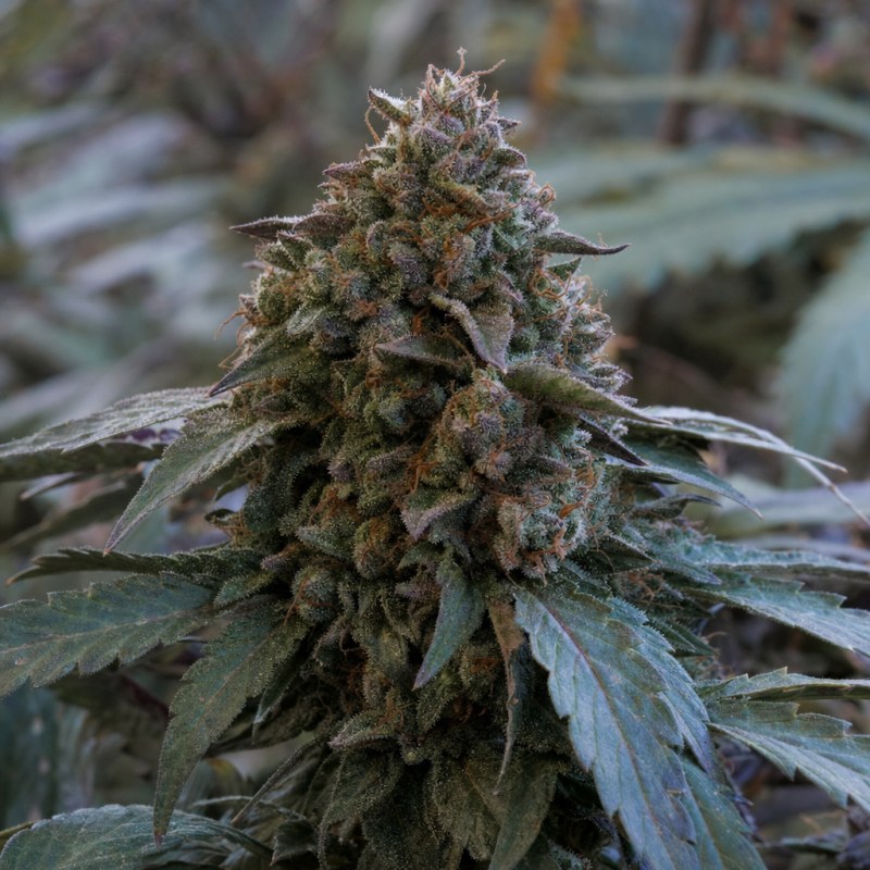 Outdoor macro photograph of the Granddaddy Purple Auto flower on a living plant