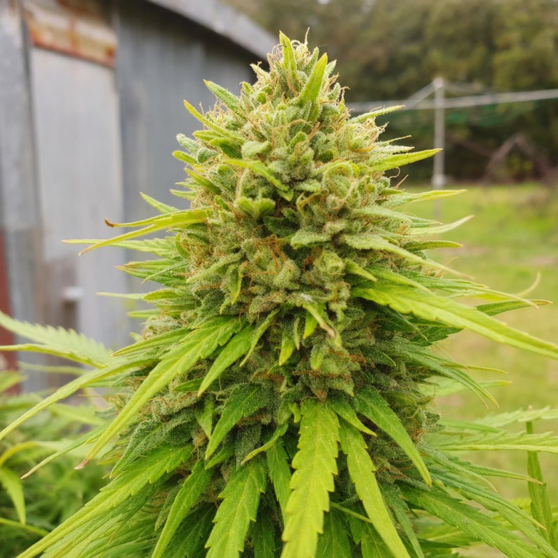 Outdoor macro photograph of the Maui Pineapple Chunk flower on a living plant