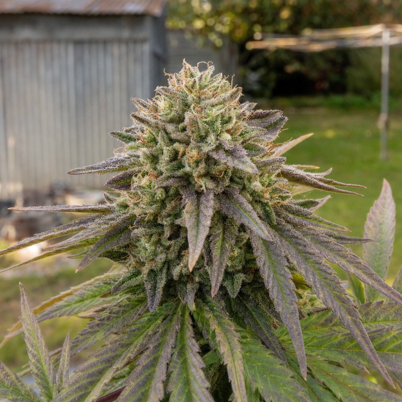Outdoor macro photograph of the Motorbreath 15 flower on a living plant