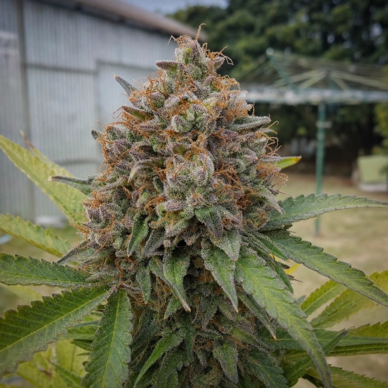 Outdoor macro photograph of the Obama Kush flower on a living plant