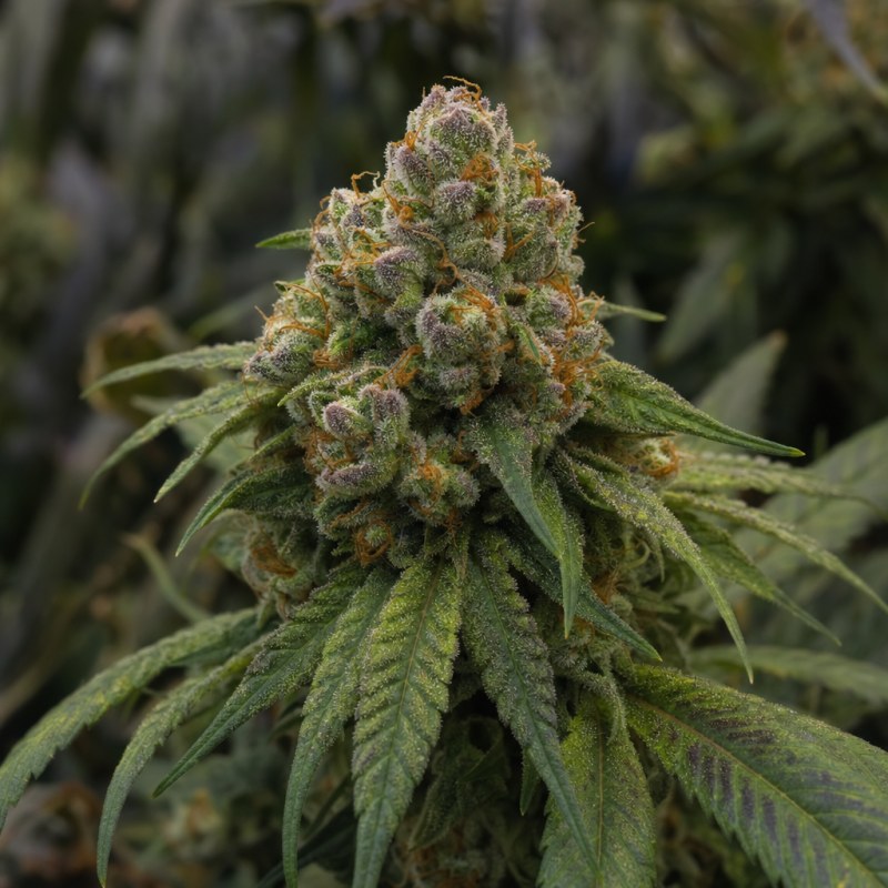 Outdoor macro photograph of the OG's Pearl flower on a living plant