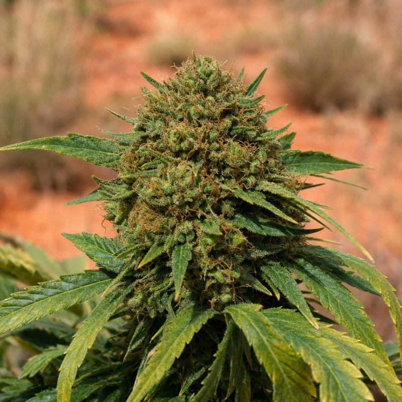 Outdoor macro photograph of the Apple Fritter Auto flower on a living plant