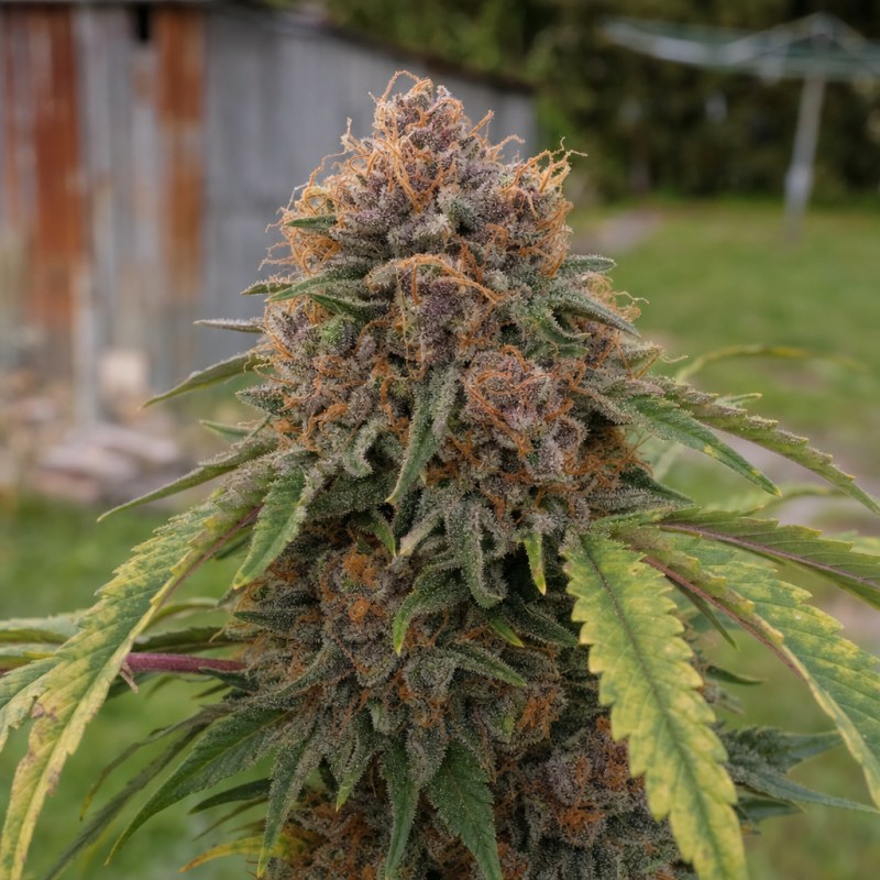 Outdoor macro photograph of the Pineapple Purple Skunk flower on a living plant